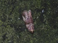 Sweetfern Leaf Casebearer Moth - Hartford County, CT - 07/31/15