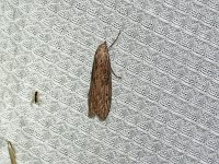 Terrenella Bee Moth - Saratoga County, NY - 06/07/15