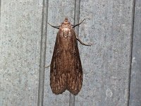 Terrenella Bee Moth - Saratoga County, NY - 06/14/15