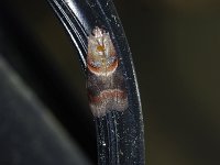 Walnut Shoot Moth - Saratoga County, NY - 05/25/15
