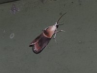 Walnut Shoot Moth - Saratoga County, NY - 06/07/15