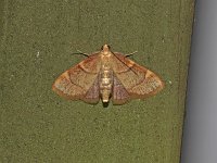 Yellow-Fringed Dolichomia Moth - Saratoga County, NY - 06/13/15