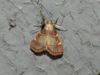 Yellow-Fringed Dolichomia Moth - Hartford County, CT - 06/19/15