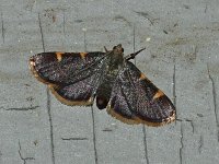 Yellow-Fringed Dolichomia Moth - Hartford County, CT- 06/19/15