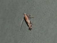 Bucculatrix angustata - Saratoga County, NY - 07/21/15