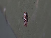 Bucculatrix pomifoliella - Saratoga County, NY - 05/17/15