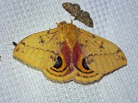 Io Moth - Saratoga County, NY -  06/13/14