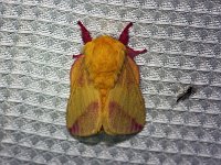 Rosy Maple Moth - Saratoga County, NY - 05/17/15
