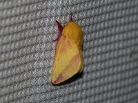 Rosy Maple Moth - Saratoga County, NY - 05/17/15