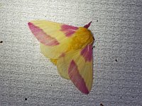 Rosy Maple Moth - Saratoga County, NY - 05/23/20