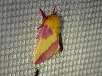Rosy Maple Moth - Saratoga County, NY - 05/23/20
