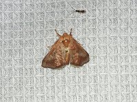 Crowned Slug Moth - Saratoga County, NY - 07/06/15