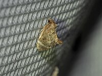 Elegant Tailed Slug Moth - Saratoga County, NY - 07/03/15