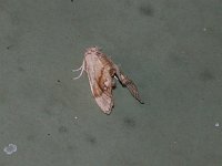 Jeweled Tailed Slug Moth - Saratoga County, NY - 06/13/15