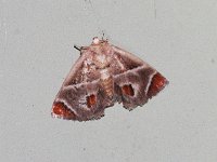 Shagreened Slug Moth - Saratoga County, NY - 07/05/17