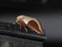 Skiff Moth - Saratoga County, NY - 07/11/15