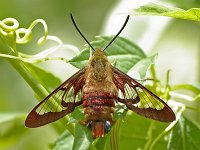 Hummingbird Clearwing Moth - Saratoga County, NY - 06/15/08