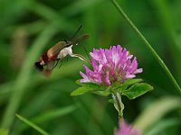 Hummingbird Clearwing Moth - Saratoga County, NY - 07/27/14