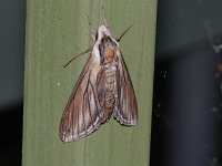 Laurel Sphinx Moth - Saratoga County, NY - 06/06/16