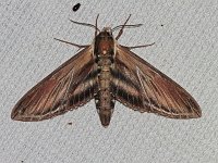 Laurel Sphinx Moth - Saratoga County, NY - 06/06/16