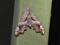 Lettered Sphinx Moth - Saratoga County, NY - 06/12/17