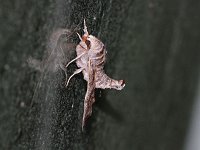 Lettered Sphinx Moth - Saratoga County, NY - 05/06/20