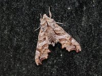 Lettered Sphinx Moth - Saratoga County, NY - 05/06/20