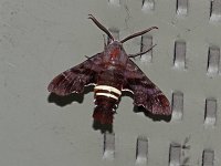 Nessus Sphinx Moth - Saratoga County, NY - 05/30/05
