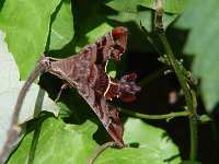 Nessus Sphinx Moth - Saratoga County, NY - 05/29/04