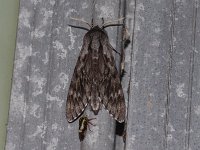 Northern Pine Sphinx Moth - Saratoga County, NY - 05/30/15