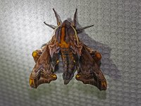 Small-Eyed Sphinx Moth - Saratoga County, NY - 05/10/16