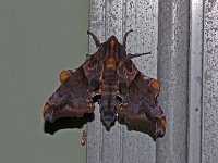Small-Eyed Sphinx Moth - Saratoga County, NY - 05/29/15