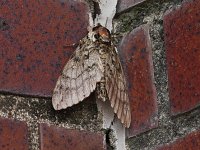 Waved Sphinx Moth - Rensselaer County, NY - 06/26/15