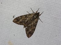 Waved Sphinx Moth - Saratoga County, NY - 07/10/15