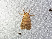 Banded Tussock Moth - Saratoga County, NY - 06/16/15