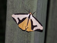 Clymene Moth - Saratoga County, NY - 07/22/15
