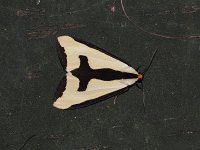 Clymene Moth - Saratoga County, NY - 07/22/15