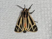 Harnessed Tiger Moth - Saratoga County, NY - 06/09/17