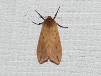 Isabella Tiger Moth - Saratoga County, NY - 05/30/15