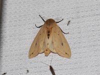 Isabella Tiger Moth - Saratoga County, NY - 05/30/15