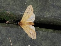 Isabella Tiger Moth - Saratoga County, NY - 06/10/15