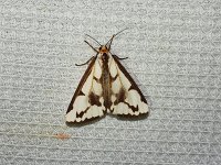 Leconte's Haploa Moth - Saratoga County, NY - 07/13/15