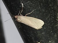 Lettered Sphinx Moth - Saratoga County, NY - 07/16/17