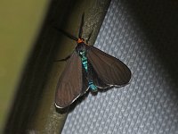 Virginia Ctenucha - Saratoga County, NY - 06/15/15
