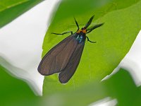Virginia Ctenucha - Saratoga County, NY - 06/17/14