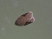 Acleris macdunnoughi - Saratoga County, NY - 07/07/15