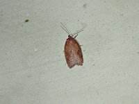 Acleris oxycoccana- Saratoga County, NY - 05/15/15