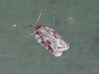 Acleris ptychogrammos - Saratoga County, NY - 10/28/14
