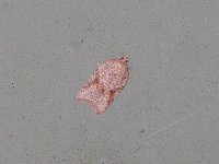 Acleris semiannula - Saratoga County, NY - 11/23/14