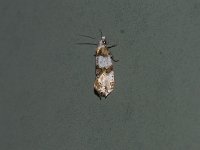 Aethes argentilimitana - Saratoga County, NY - 06/07/15